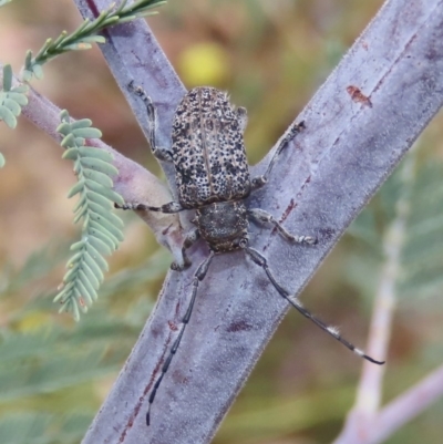 Ancita australis (Longicorn or longhorn beetle) at Tuggeranong Hill - 14 Dec 2020 by Owen