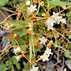 Cuscuta tasmanica (Saltmarsh Dodder) at Booderee National Park - 15 Dec 2020 by plants