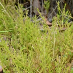 Selaginella uliginosa (Swamp Selaginella) at Jervis Bay, JBT - 14 Dec 2020 by plants