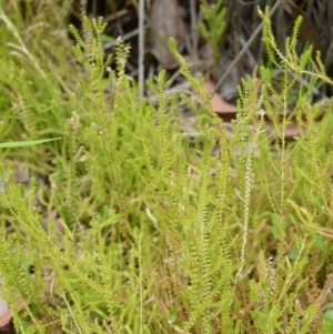 Selaginella uliginosa at Jervis Bay, JBT - 15 Dec 2020 12:10 AM