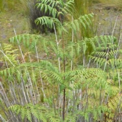 Histiopteris incisa (Bat's-Wing Fern) at Booderee National Park - 14 Dec 2020 by plants