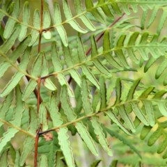 Histiopteris incisa at Jervis Bay, JBT - suppressed