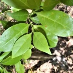 Cyclophyllum longipetalum at Booderee National Park - 8 Dec 2020 by plants