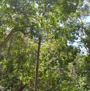 Cyclophyllum longipetalum at suppressed - suppressed