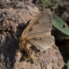 Anthela ocellata (Eyespot Anthelid moth) at Illilanga & Baroona - 18 Oct 2020 by Illilanga