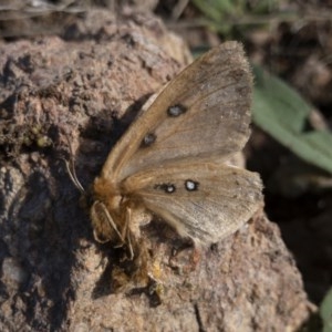 Anthela ocellata at Michelago, NSW - 18 Oct 2020