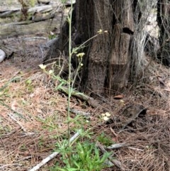 Trachymene composita var. composita at Booderee National Park - 14 Dec 2020 by plants