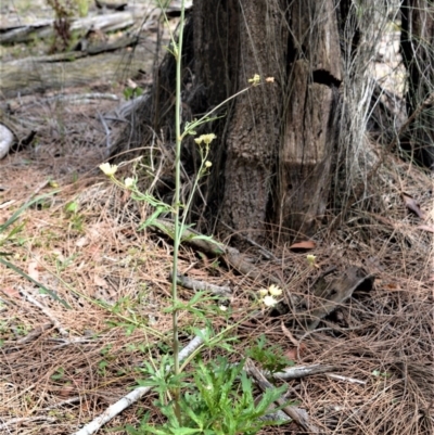 Trachymene composita var. composita at Booderee National Park - 14 Dec 2020 by plants