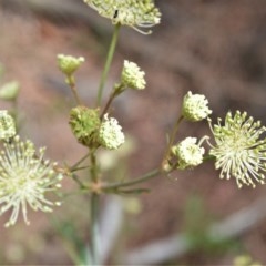 Trachymene composita var. composita at Jervis Bay, JBT - 14 Dec 2020