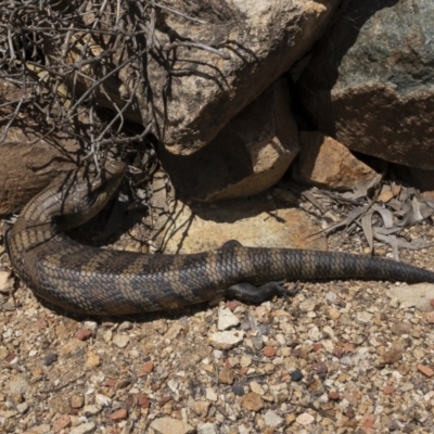 Tiliqua scincoides scincoides (Eastern Blue-tongue) at Illilanga & Baroona - 20 Oct 2020 by Illilanga