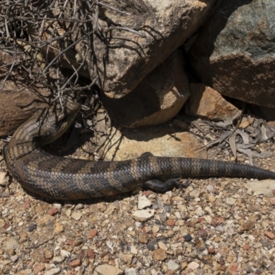 Tiliqua scincoides scincoides (Eastern Blue-tongue) at Michelago, NSW - 20 Oct 2020 by Illilanga