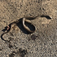 Pseudonaja textilis (Eastern Brown Snake) at Illilanga & Baroona - 14 Sep 2020 by Illilanga