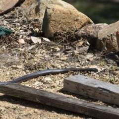 Pseudechis porphyriacus (Red-bellied Black Snake) at Illilanga & Baroona - 28 Sep 2020 by Illilanga