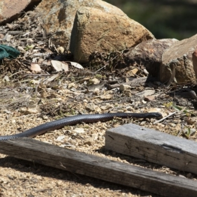 Pseudechis porphyriacus (Red-bellied Black Snake) at Illilanga & Baroona - 28 Sep 2020 by Illilanga