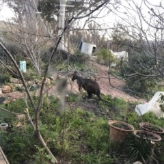 Osphranter robustus robustus (Eastern Wallaroo) at Illilanga & Baroona - 31 Jul 2020 by Illilanga