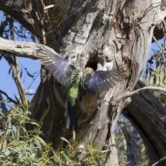 Platycercus eximius at Michelago, NSW - 8 Dec 2020