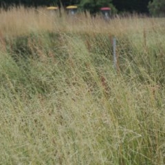 Amphibromus (genus) (Swamp Wallaby Grass) at Franklin, ACT - 10 Dec 2020 by MichaelBedingfield