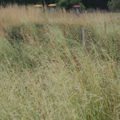 Amphibromus (genus) (Swamp Wallaby Grass) at Franklin, ACT - 10 Dec 2020 by MichaelBedingfield