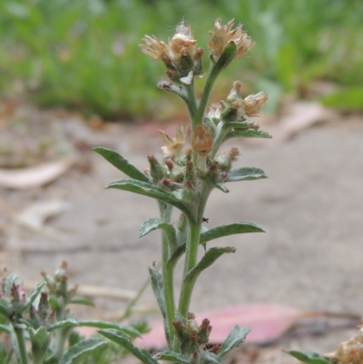 Gamochaeta purpurea (Purple Cudweed) at Conder, ACT - 12 Dec 2020 by michaelb