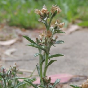 Gamochaeta americana at Conder, ACT - 13 Dec 2020