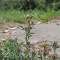 Gamochaeta americana at Conder, ACT - 13 Dec 2020