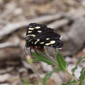 Phalaenoides tristifica at Molonglo Valley, ACT - 14 Dec 2020