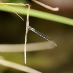 Austrolestes leda (Wandering Ringtail) at Molonglo Valley, ACT - 14 Dec 2020 by RodDeb