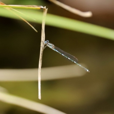 Austrolestes leda (Wandering Ringtail) at Molonglo Valley, ACT - 14 Dec 2020 by RodDeb