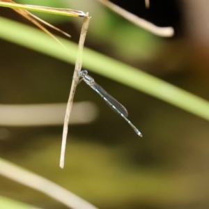 Austrolestes leda at Molonglo Valley, ACT - 14 Dec 2020 12:59 PM