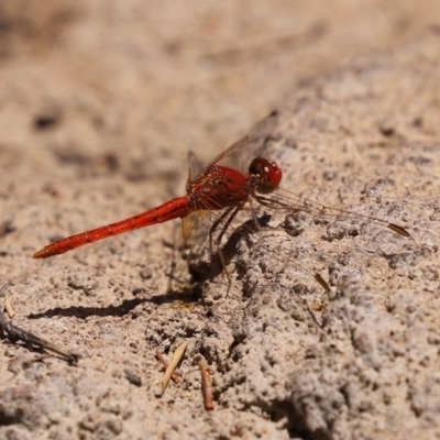 Diplacodes haematodes (Scarlet Percher) at Molonglo Valley, ACT - 14 Dec 2020 by RodDeb