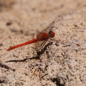 Diplacodes haematodes at Molonglo Valley, ACT - 14 Dec 2020