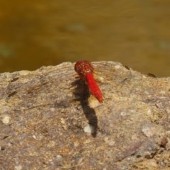 Diplacodes haematodes at Molonglo Valley, ACT - 14 Dec 2020