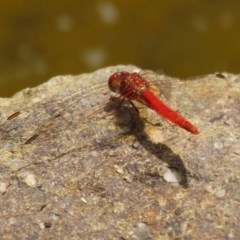 Diplacodes haematodes at Molonglo Valley, ACT - 14 Dec 2020