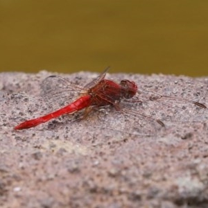 Diplacodes haematodes at Molonglo Valley, ACT - 14 Dec 2020