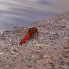 Diplacodes haematodes at Molonglo Valley, ACT - 14 Dec 2020