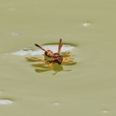 Polistes sp. (genus) (Unidentified paper wasp) at Molonglo Valley, ACT - 14 Dec 2020 by RodDeb