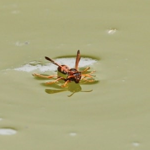 Polistes (Gyrostoma) erythrinus at Molonglo Valley, ACT - 14 Dec 2020