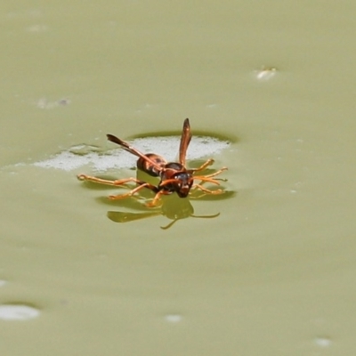 Polistes (Gyrostoma) erythrinus (Red paper wasp) at National Zoo and Aquarium - 14 Dec 2020 by RodDeb