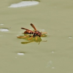 Polistes (Gyrostoma) erythrinus at Molonglo Valley, ACT - 14 Dec 2020