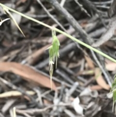 Ehrharta longiflora (Annual Veldt Grass) at Black Mountain - 14 Dec 2020 by walter