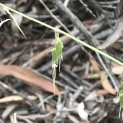Ehrharta longiflora (Annual Veldt Grass) at Black Mountain - 14 Dec 2020 by walter