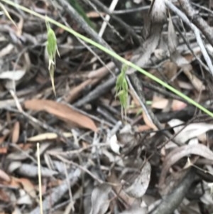 Ehrharta longiflora at Bruce, ACT - 15 Dec 2020