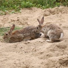 Oryctolagus cuniculus (European Rabbit) at Molonglo Valley, ACT - 14 Dec 2020 by RodDeb