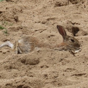 Oryctolagus cuniculus at Molonglo Valley, ACT - 14 Dec 2020