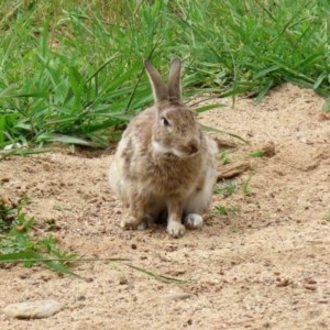 Oryctolagus cuniculus at Molonglo Valley, ACT - 14 Dec 2020