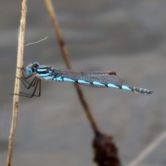 Austrolestes annulosus (Blue Ringtail) at Molonglo Valley, ACT - 14 Dec 2020 by RodDeb