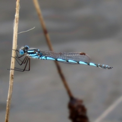 Austrolestes annulosus (Blue Ringtail) at Molonglo Valley, ACT - 14 Dec 2020 by RodDeb