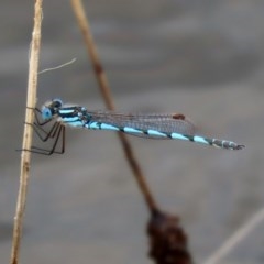 Austrolestes annulosus (Blue Ringtail) at Molonglo Valley, ACT - 13 Dec 2020 by RodDeb