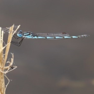 Austrolestes annulosus at Molonglo Valley, ACT - 14 Dec 2020 10:49 AM