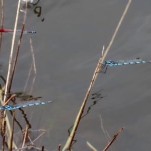 Austrolestes annulosus at Molonglo Valley, ACT - 14 Dec 2020